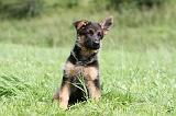 BERGER ALLEMAND 810